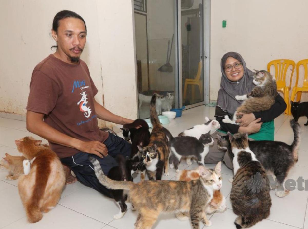 Hana the cat from Malaysia saved the owners and 65 relatives from the fire